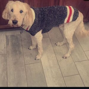 Gray, Black and Red Dog Sweater Boyfriend Sweater